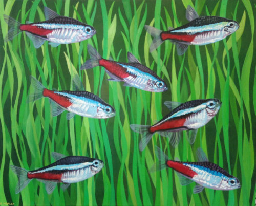 Cardinal Tetras